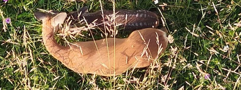 Gründung der Kitzrettung in Mengerskirchen: Ein gemeinsames Projekt zum Schutz der Natur